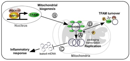 Working model explaining how TFAM could impact the progression of neurodegenerative diseases.jpg